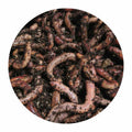 Dendrobena XXL Angel Wurm Angelköder per KG