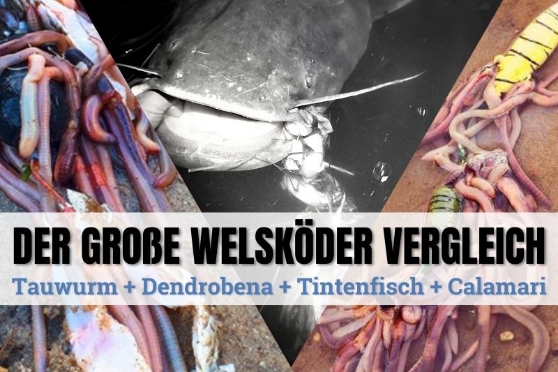 Dendrobena XXL Angel Wurm Angelköder per KG